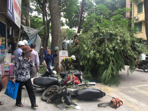 Không mưa bão, cây cổ thụ bất ngờ đổ trúng "xế hộp", tài xế suýt chết 5