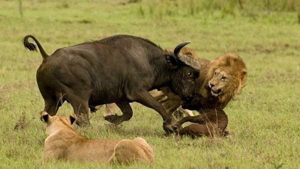 Điều gì xảy ra khi sư tử tấn công trâu rừng nặng 1 tấn? 2