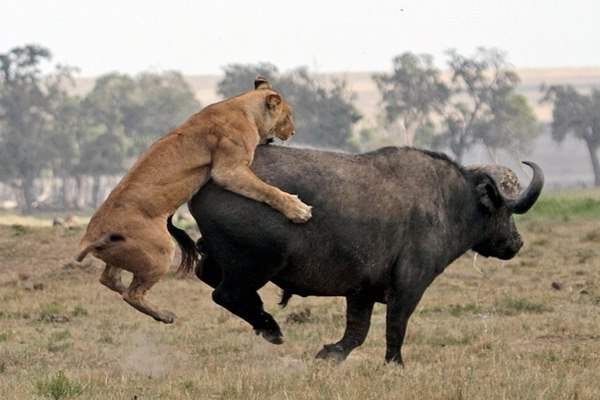 Điều gì xảy ra khi sư tử tấn công trâu rừng nặng 1 tấn? 3