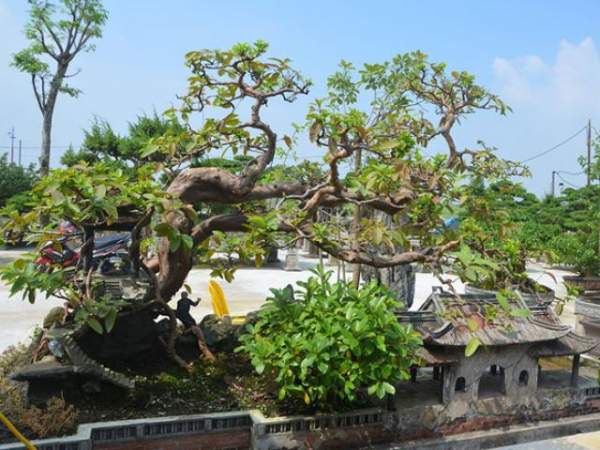 Kỳ lạ: "Cụ" cây báu vật, hàng trăm tuổi ở ngoại ô SG bỗng "bật gốc bay đi" 6