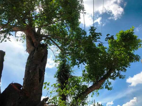 Kỳ lạ: "Cụ" cây báu vật, hàng trăm tuổi ở ngoại ô SG bỗng "bật gốc bay đi" 5