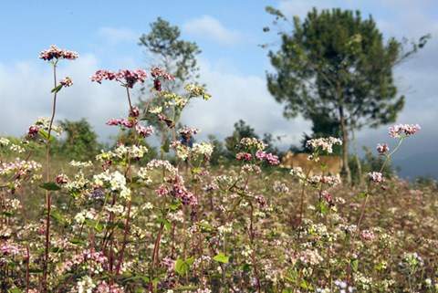Đến Hà Giang, đừng quên đến 5 địa điểm ngắm hoa tam giác mạch đẹp nhất mùa này