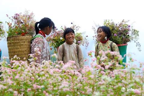 Đến Hà Giang, đừng quên đến 5 địa điểm ngắm hoa tam giác mạch đẹp nhất mùa này 4