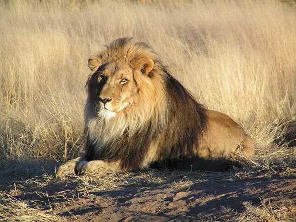 Báo săn châu Phi đụng độ sư tử đực hung dữ, kết cục bi thảm 4