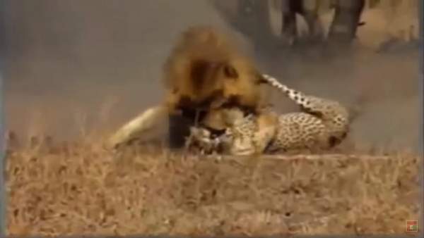 Báo săn châu Phi đụng độ sư tử đực hung dữ, kết cục bi thảm 3