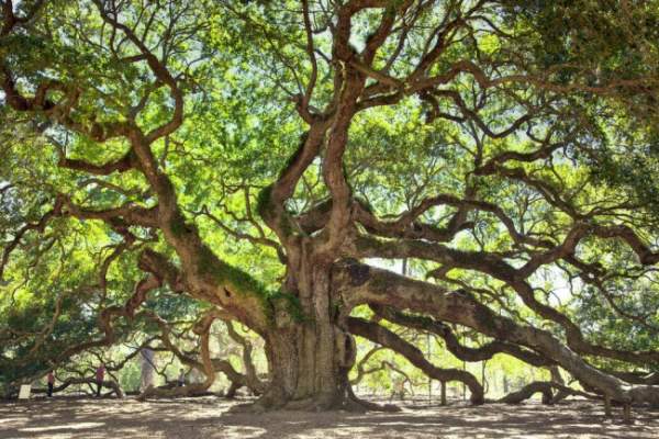 Sức sống mãnh liệt của cây sồi "thiên thần" 450 tuổi ở Mỹ 5