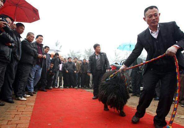 TQ: Sự thảm hại của những chú chó ngao Tây Tạng triệu đô một thời 2