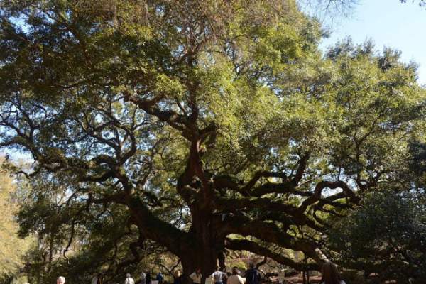 Sức sống mãnh liệt của cây sồi "thiên thần" 450 tuổi ở Mỹ 10