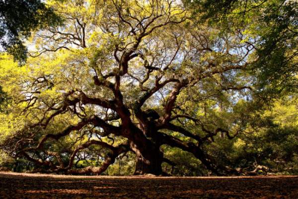 Sức sống mãnh liệt của cây sồi "thiên thần" 450 tuổi ở Mỹ 4