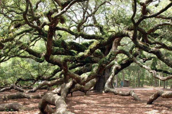 Sức sống mãnh liệt của cây sồi "thiên thần" 450 tuổi ở Mỹ 6