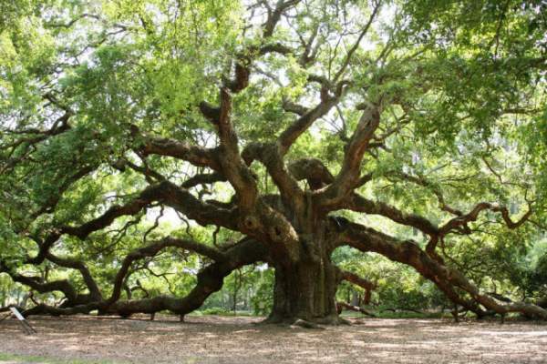 Sức sống mãnh liệt của cây sồi "thiên thần" 450 tuổi ở Mỹ 3