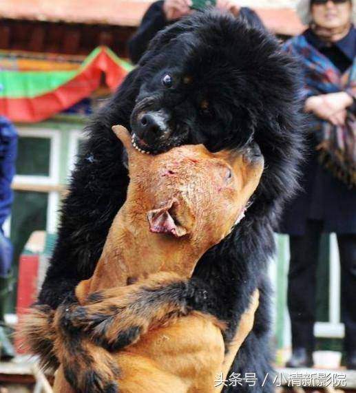 TQ: Sự thảm hại của những chú chó ngao Tây Tạng triệu đô một thời 6