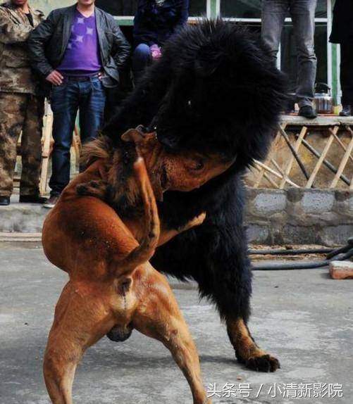 TQ: Sự thảm hại của những chú chó ngao Tây Tạng triệu đô một thời 5