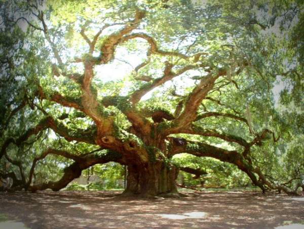 Sức sống mãnh liệt của cây sồi "thiên thần" 450 tuổi ở Mỹ 2