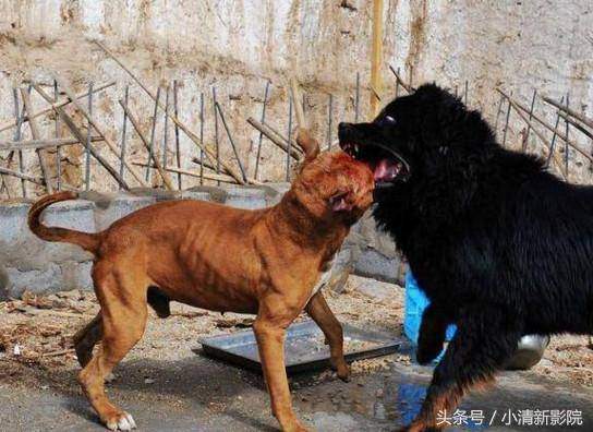 TQ: Sự thảm hại của những chú chó ngao Tây Tạng triệu đô một thời 3