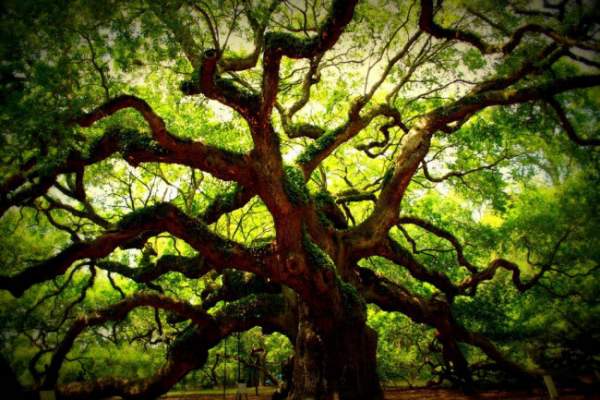 Sức sống mãnh liệt của cây sồi "thiên thần" 450 tuổi ở Mỹ 7