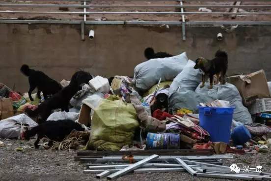 TQ: Sự thảm hại của những chú chó ngao Tây Tạng triệu đô một thời 9