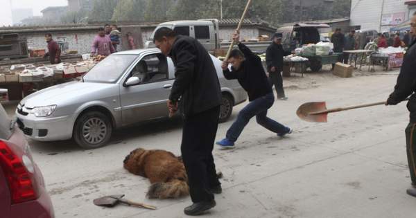 TQ: Sự thảm hại của những chú chó ngao Tây Tạng triệu đô một thời 10