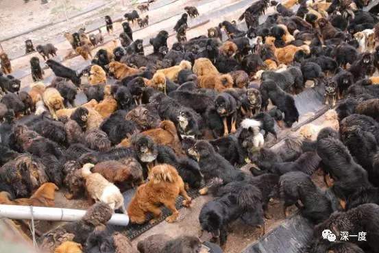 TQ: Sự thảm hại của những chú chó ngao Tây Tạng triệu đô một thời 8