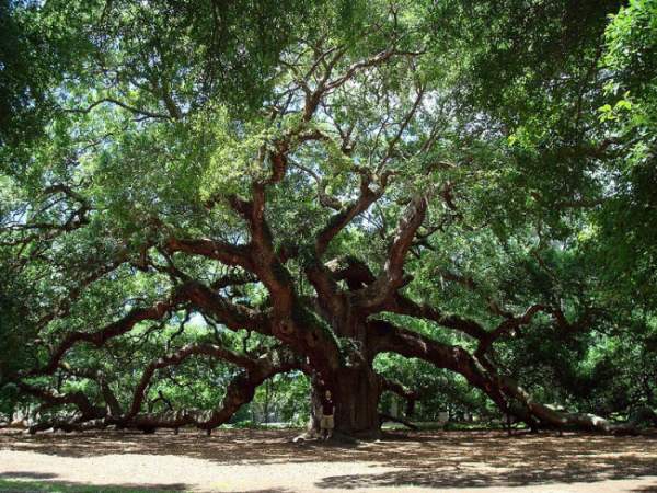 Sức sống mãnh liệt của cây sồi "thiên thần" 450 tuổi ở Mỹ 8
