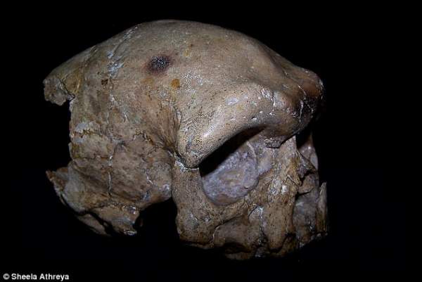Hộp sọ tìm thấy ở TQ có thể viết lại lịch sử loài người 2