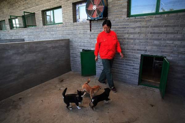 Chán chó ngao Tây Tạng, giới siêu giàu TQ nuôi gì? 3