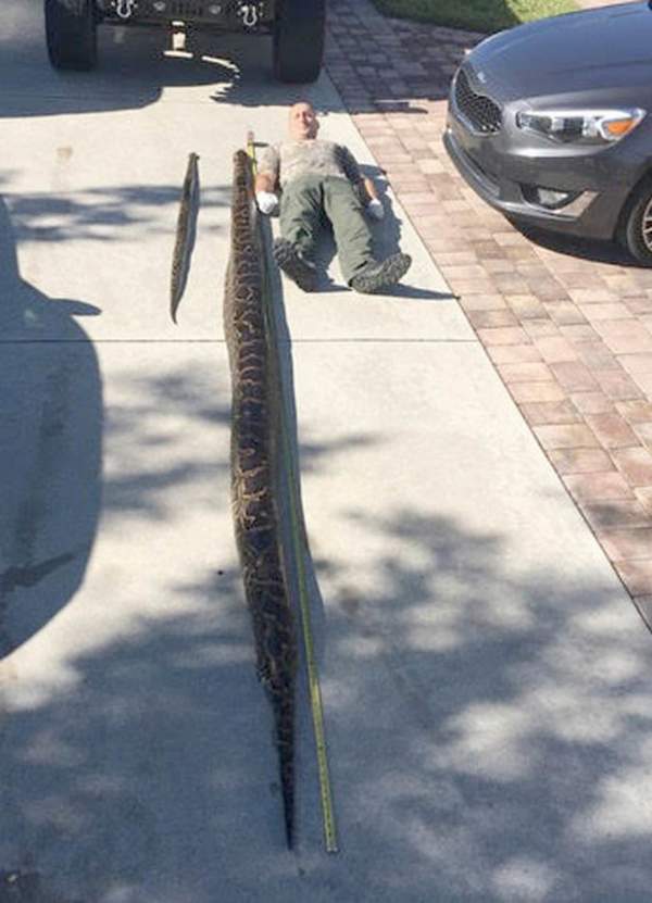 Mỹ: Bắt trăn “quái vật” dài 5 mét, đạn bắn không ăn thua 2