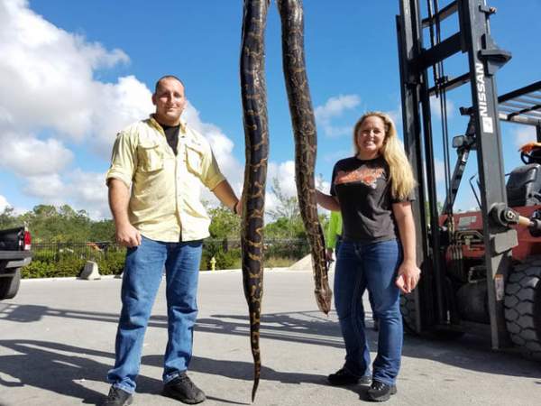 Mỹ: Bắt trăn “quái vật” dài 5 mét, đạn bắn không ăn thua 3