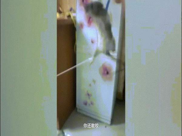 Video: Chuột bị bắt uống rượu, thiêu sống vì ăn trộm bánh mì 3