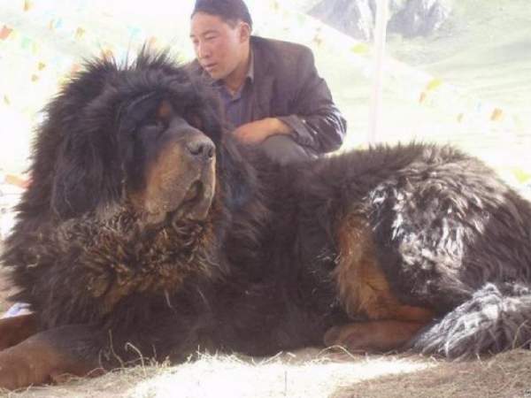 Giống chó có “cú cắn sư tử” mạnh hơn cả chó ngao Tây Tạng 4