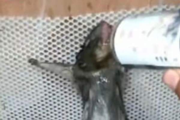 Video: Chuột bị bắt uống rượu, thiêu sống vì ăn trộm bánh mì 2
