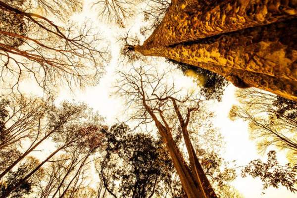 Ngắm rừng săng lẻ nguyên sinh đẹp như tranh giữa đại ngàn xứ Nghệ 4