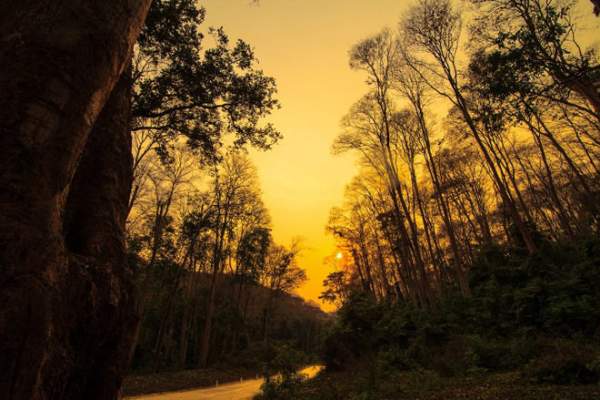Ngắm rừng săng lẻ nguyên sinh đẹp như tranh giữa đại ngàn xứ Nghệ 6