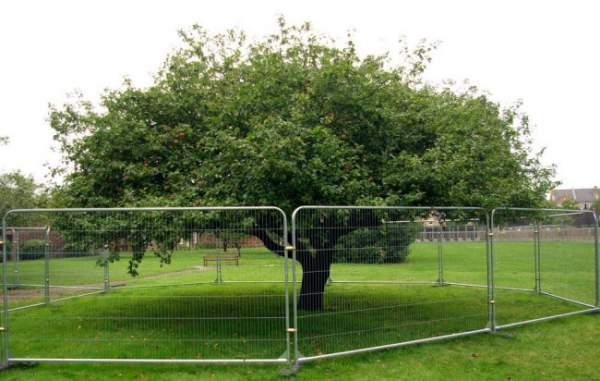 Du khách đổ xô chiêm ngưỡng cây táo Newton 400 năm tuổi 5