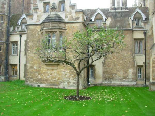 Du khách đổ xô chiêm ngưỡng cây táo Newton 400 năm tuổi 3