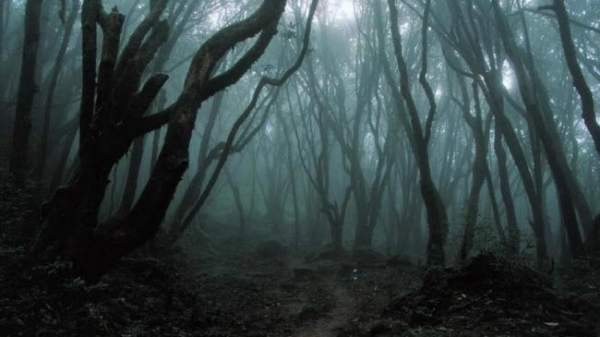 Những bí ẩn rợn người trong khu rừng ma ám đáng sợ nhất thế giới 5