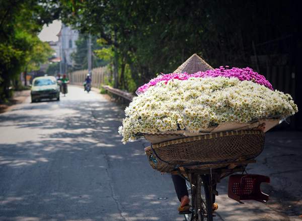 Những địa điểm chụp ảnh cúc hoạ mi đẹp tinh khôi không thể bỏ lỡ ở Hà Nội 7