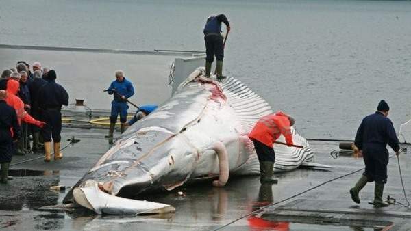 Vì sao người Nhật Bản cứ đi đánh bắt cá voi về ăn? 2