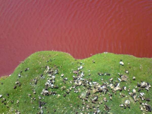 Giải mã bí ẩn hồ nước có màu đỏ như máu ở Chile 8