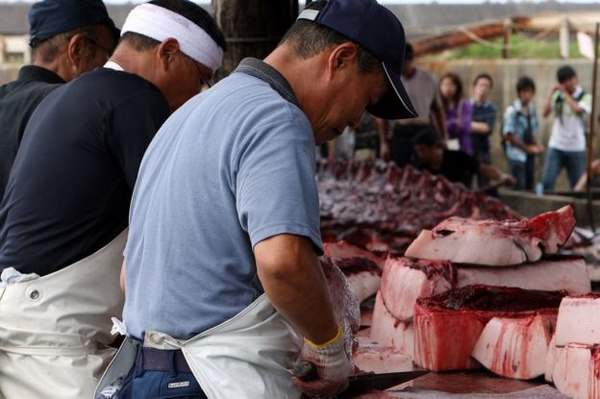 Vì sao người Nhật Bản cứ đi đánh bắt cá voi về ăn? 4