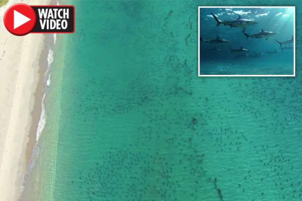 Khiếp hãi cảnh 10.000 cá mập "bao vây" du khách đen đặc bờ biển Mỹ