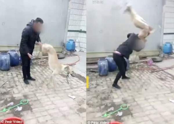 Chủ giết chó theo cách dã man gây phẫn nộ ở Trung Quốc