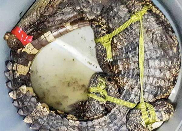 Người dân vây bắt cá sấu trong đầm tôm ở Cà Mau