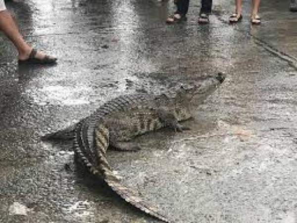 Người dân vây bắt cá sấu trong đầm tôm ở Cà Mau 2
