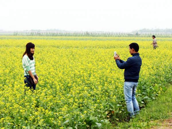 Ngẩn ngơ ngắm cánh đồng hoa cải vàng nở rộ ở ngoại thành Hà Nội 9