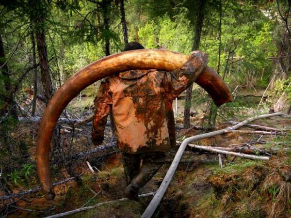 Mỹ: Tìm ra hóa thạch voi ma mút “khủng” vạn năm tuổi 5
