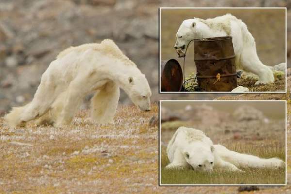 Gấu Bắc cực teo tóp thảm hại lết đi kiếm ăn: Sao không ai cứu? 2