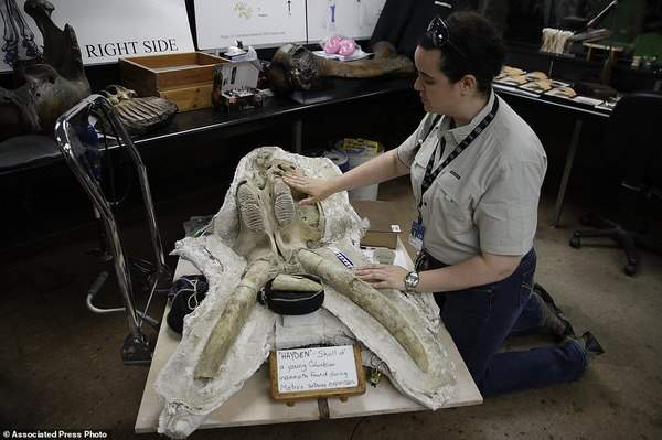 Mỹ: Tìm ra hóa thạch voi ma mút “khủng” vạn năm tuổi 4