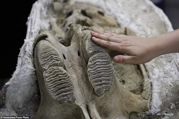 Mỹ: Tìm ra hóa thạch voi ma mút “khủng” vạn năm tuổi 2