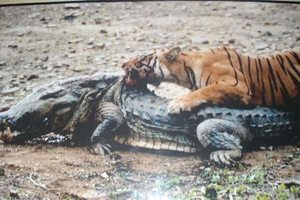 “Nữ hoàng hổ” sống 2 thập kỷ, giết chết cá sấu khổng lồ 4,3 mét 3